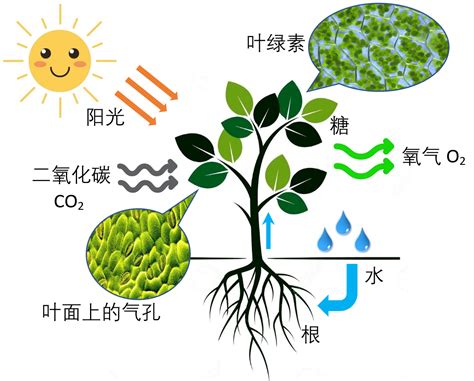 不能行光合作用的植物|科学美图 